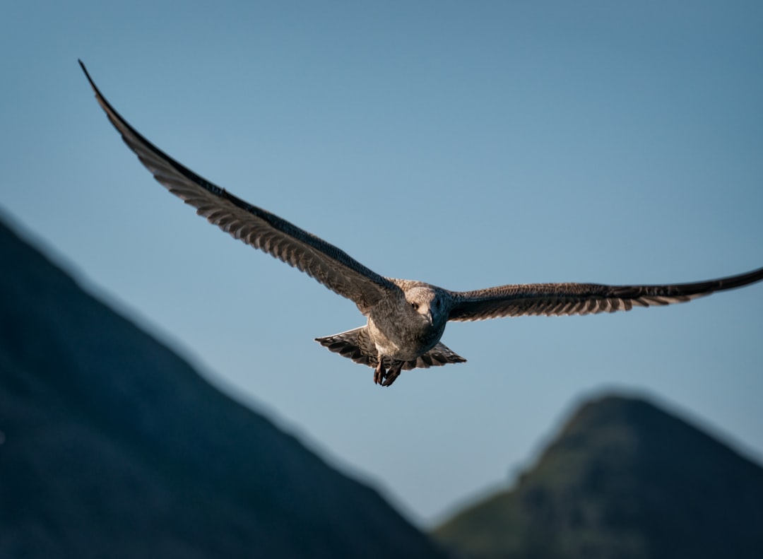 eagle flying on sky