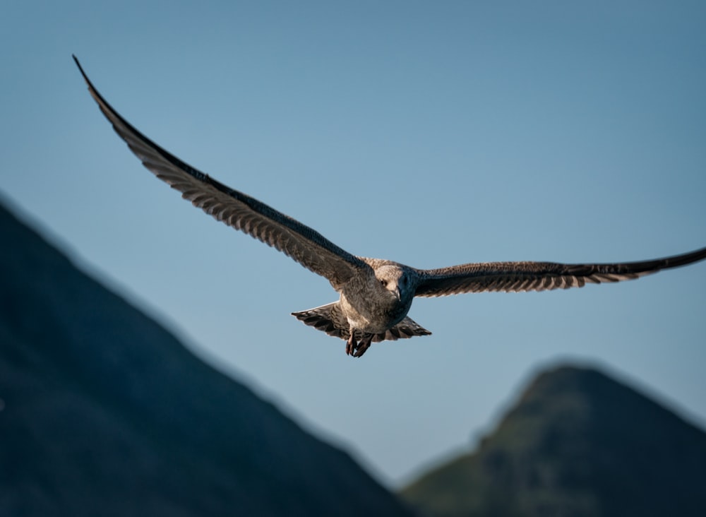 young gull flying on sky