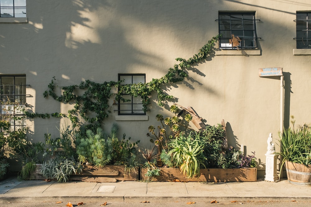 green leafed plant on gray concrete wall