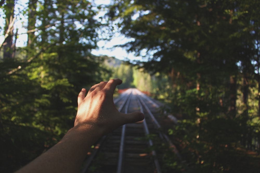 person reaching train railways between trees
