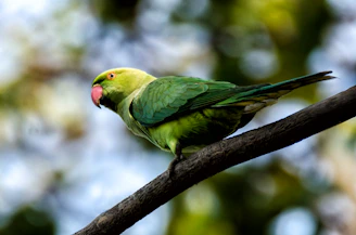 A soft-focus image of a small green parrot perched gently on a hand surrounded by warm sunlight and natural greenery.