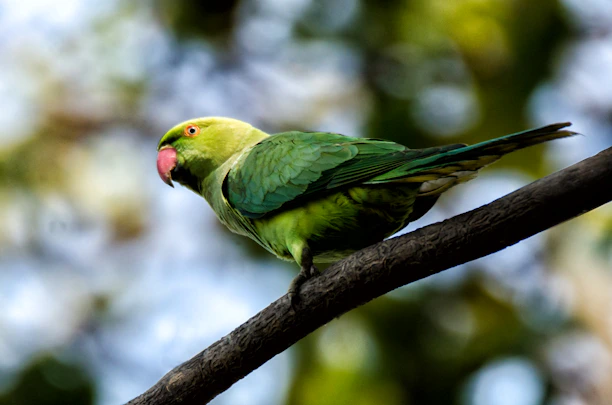 A soft-focus image of a small green parrot perched gently on a hand surrounded by warm sunlight and natural greenery.