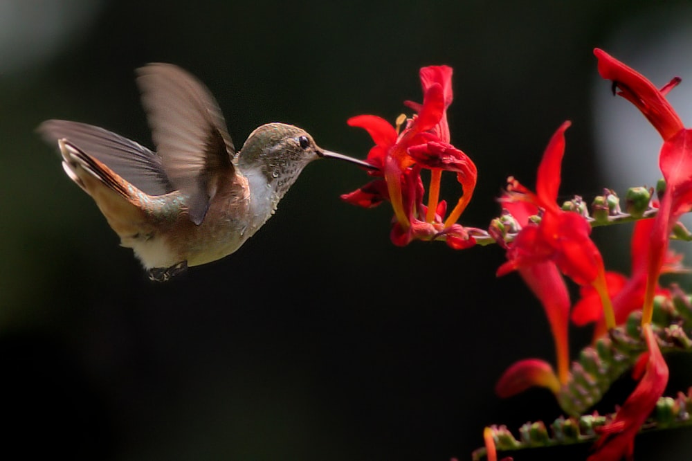 brown hummingbird eating nectar in red flower