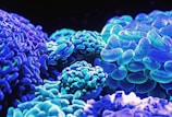 blue corals