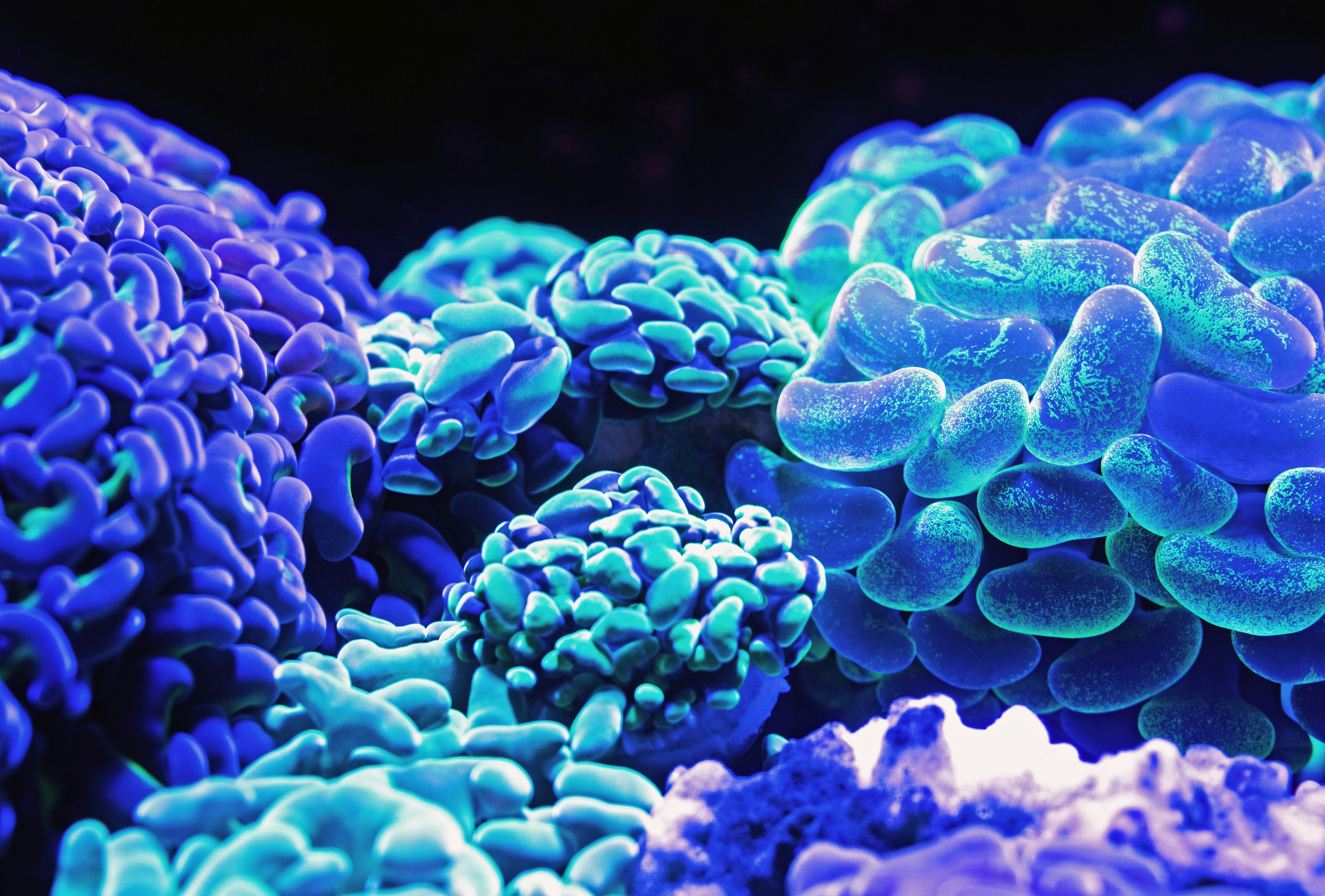 great photo recipe,how to photograph a close up photo of luminescent corals at the cairns aquarium.; blue corals