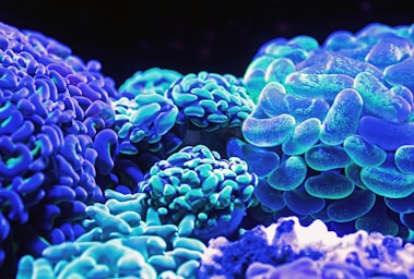 macro photography,how to photograph a close up photo of luminescent corals at the cairns aquarium.; blue corals