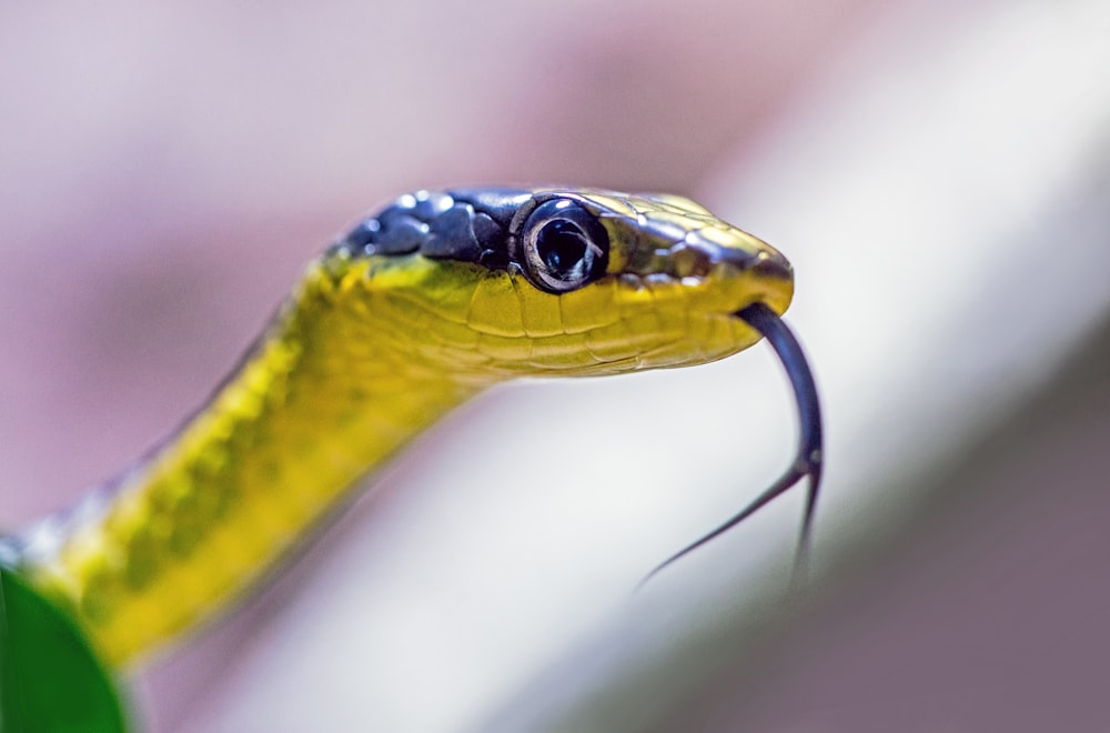 serpent jaune et noir