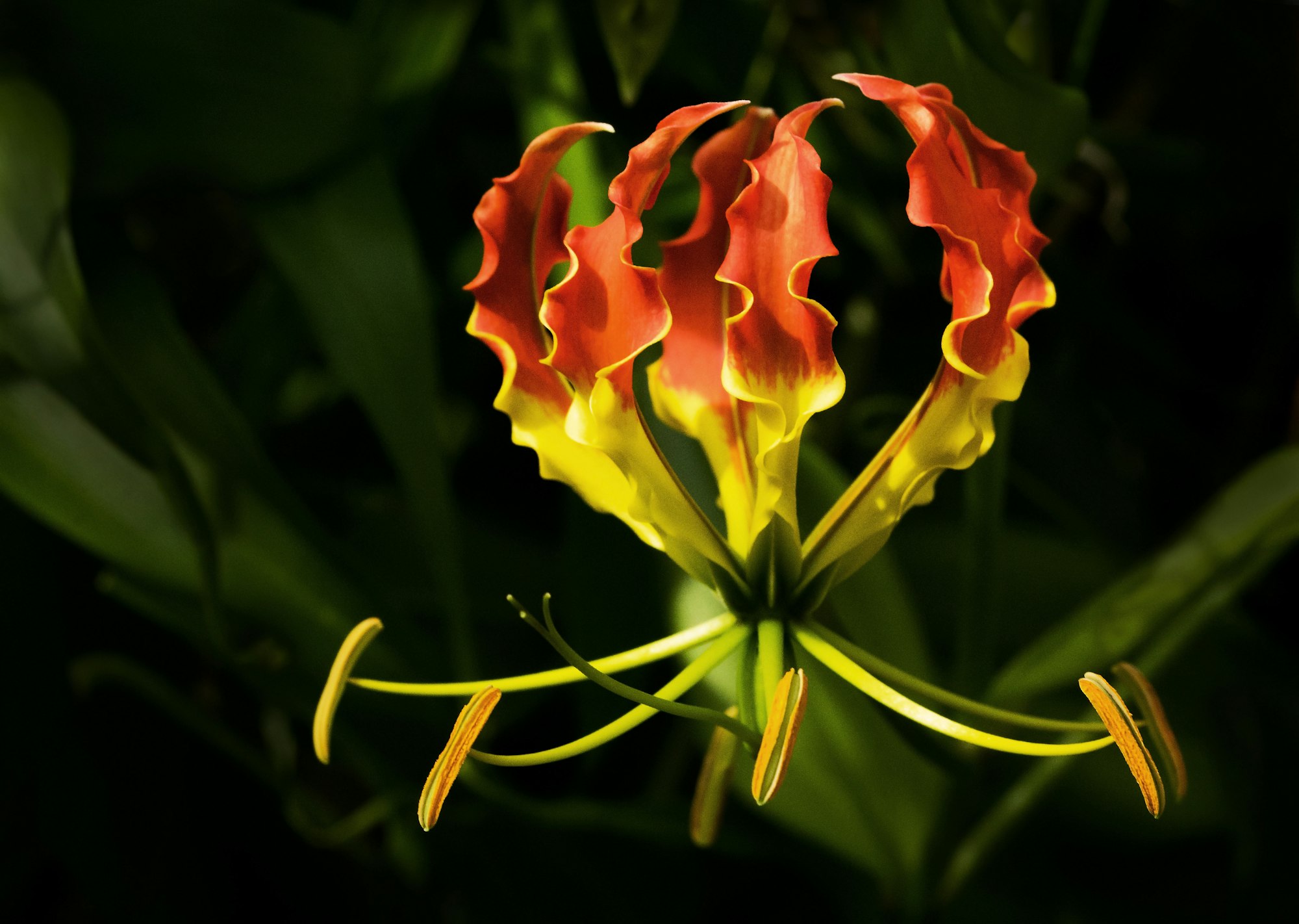 The individual petals of this flower look like flames so it is called a Flame lily. It also has a nice botanical name, Gloriosa superba. The Flame lily is the floral emblem of Zimbabwe.