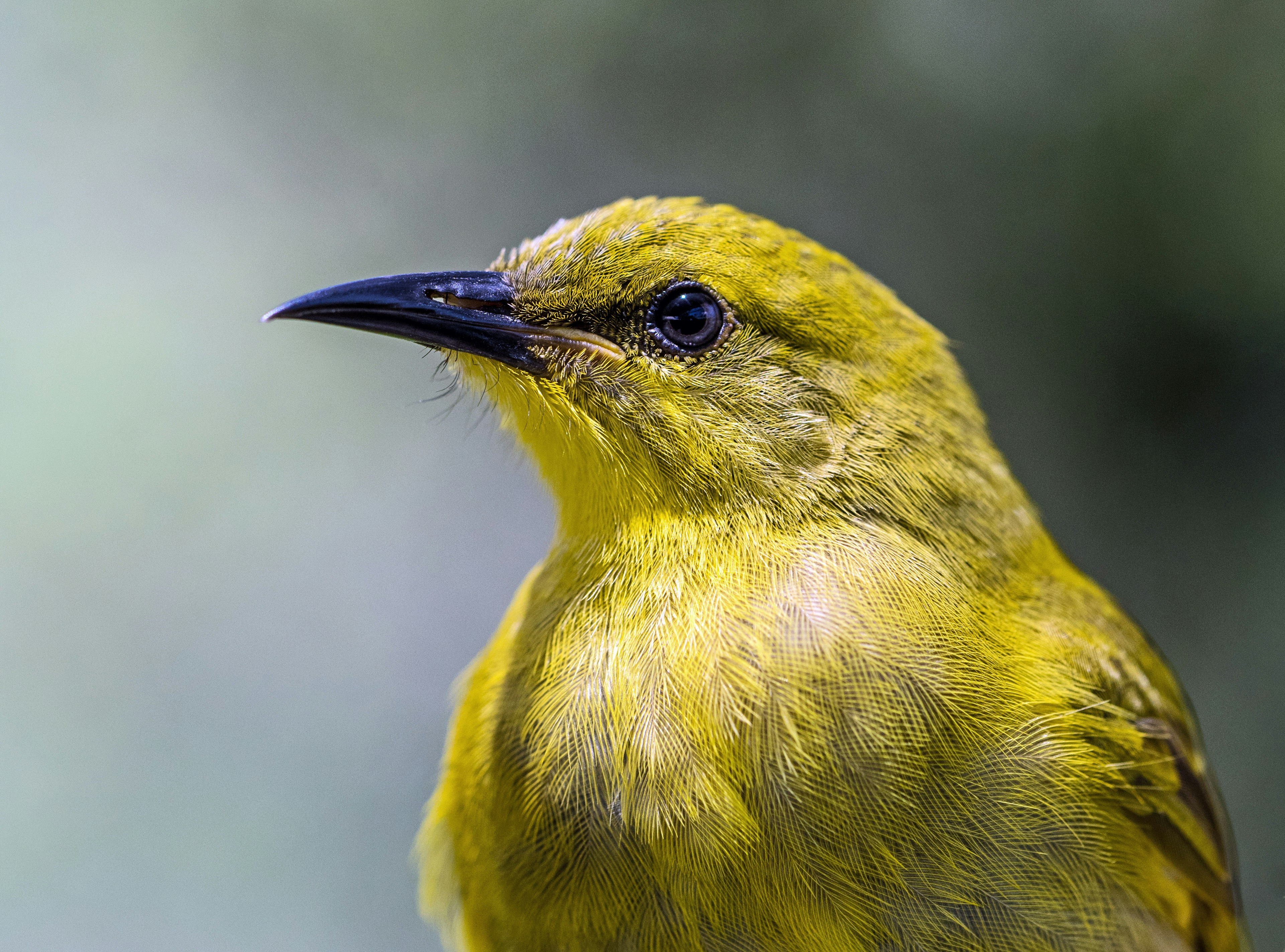 This Yellow Honeyeater at Kuranda Birdworld allowed me to get really close to photograph it. There are numerous Honeyeater bird species in Australia, which eat nectar and insects, They are active and intelligent, and important flower pollinators. They can easily be attracted to gardens if you grow the right plants.