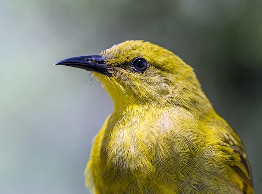 selective focus of yellow bird in Birdworld Kuranda Australia