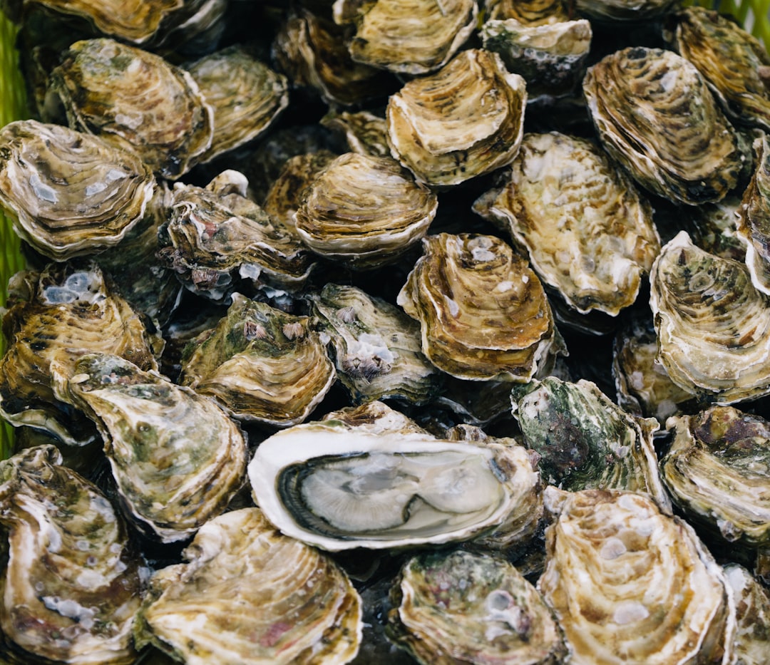 oysters sustainable seafood oysters sustainable seafood