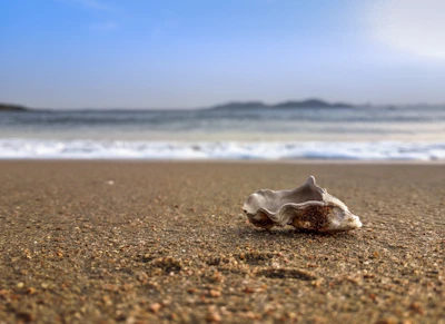 Sea shells resting gently on soft sand with gentle waves rolling in the background.