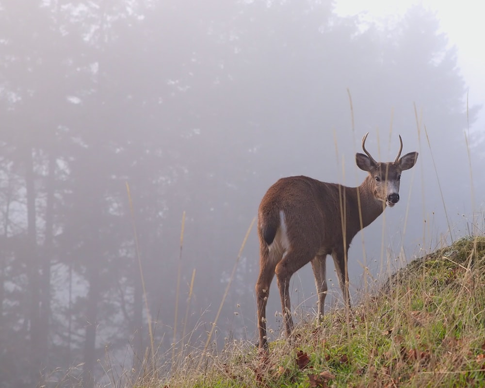 brown deer on field