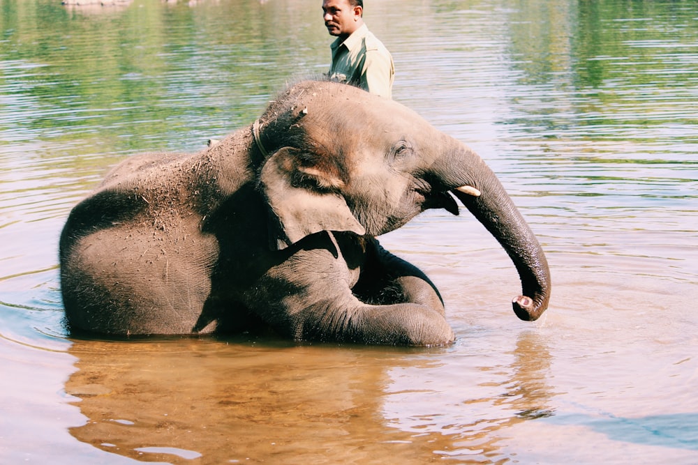 elephant lying on water beside man during daytime