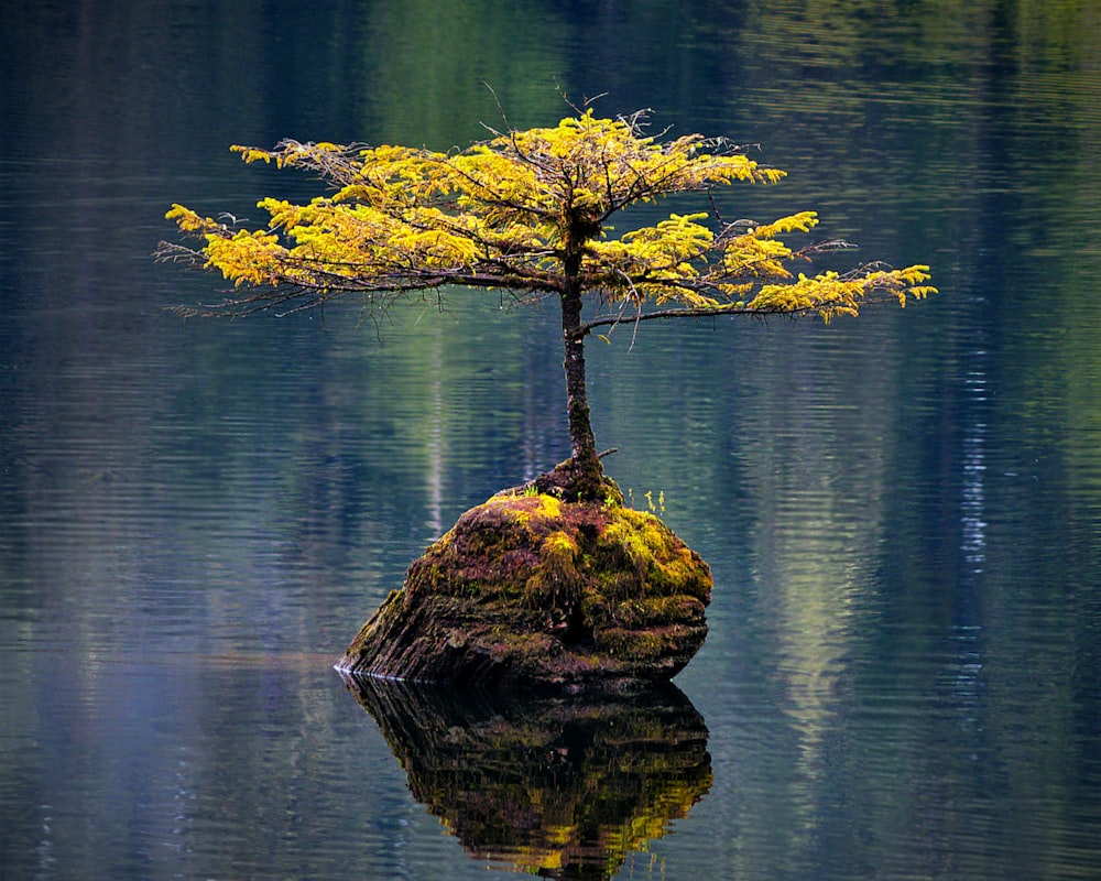 Árvore de Bonsai no meio do corpo de água