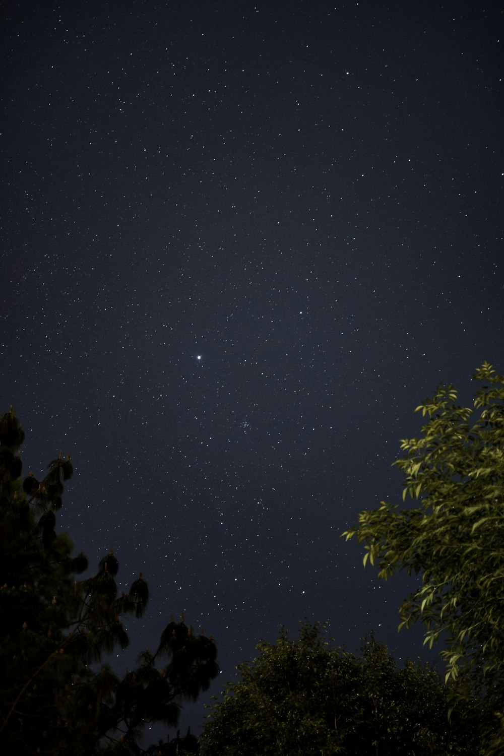 Árvores verdes sob a noite estrelada