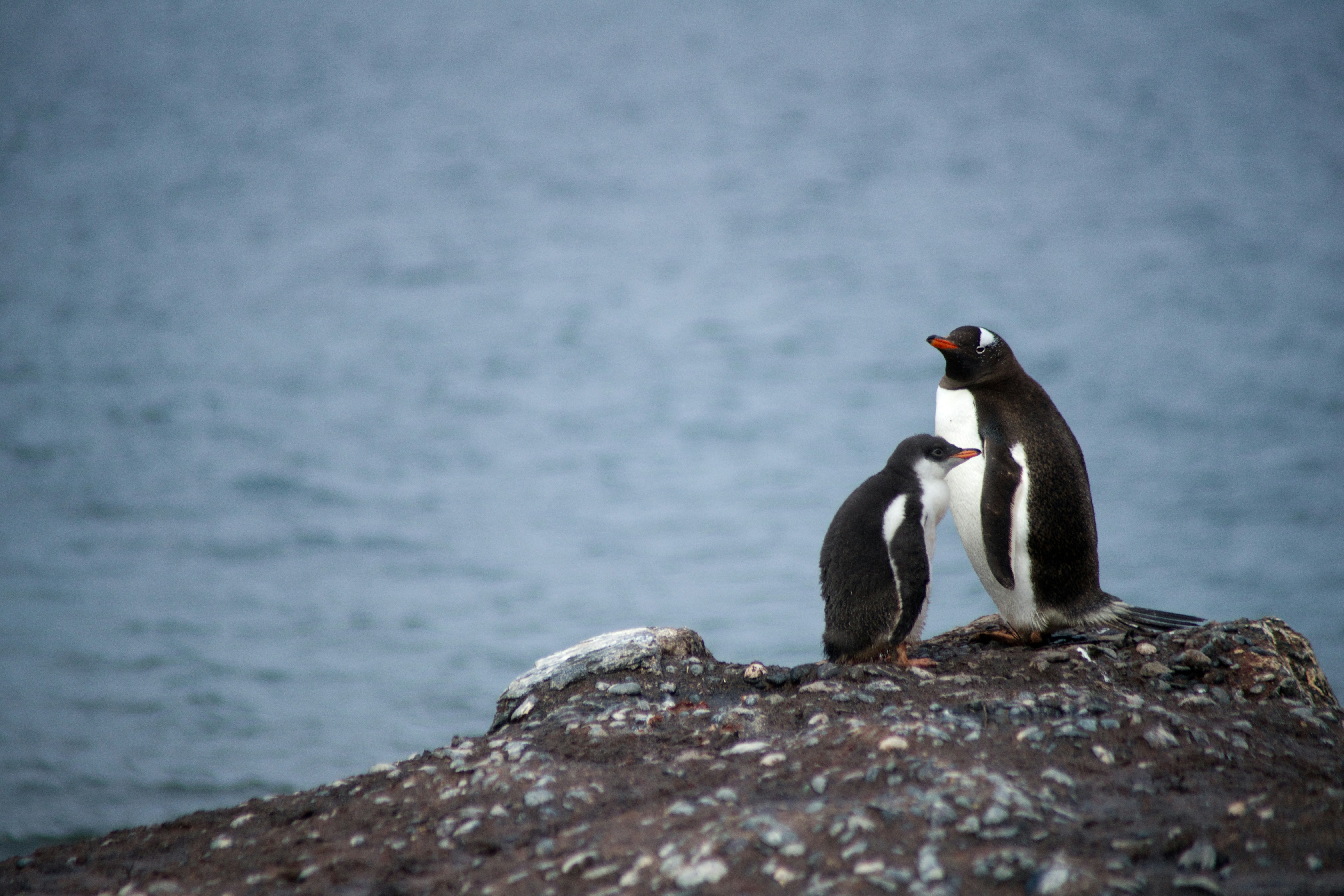 two penguin on rock formation near body of water