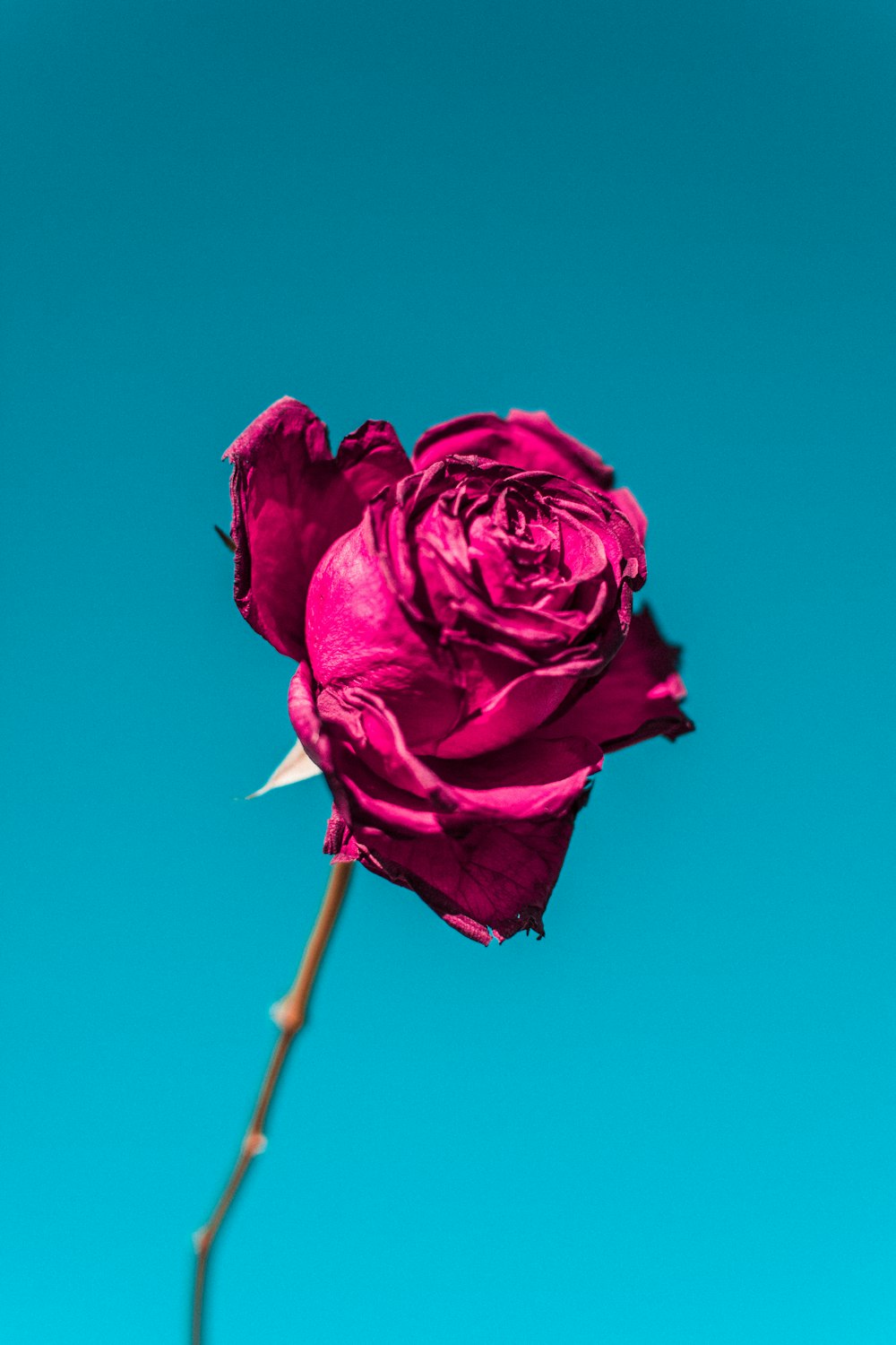 selective focus of pink rose