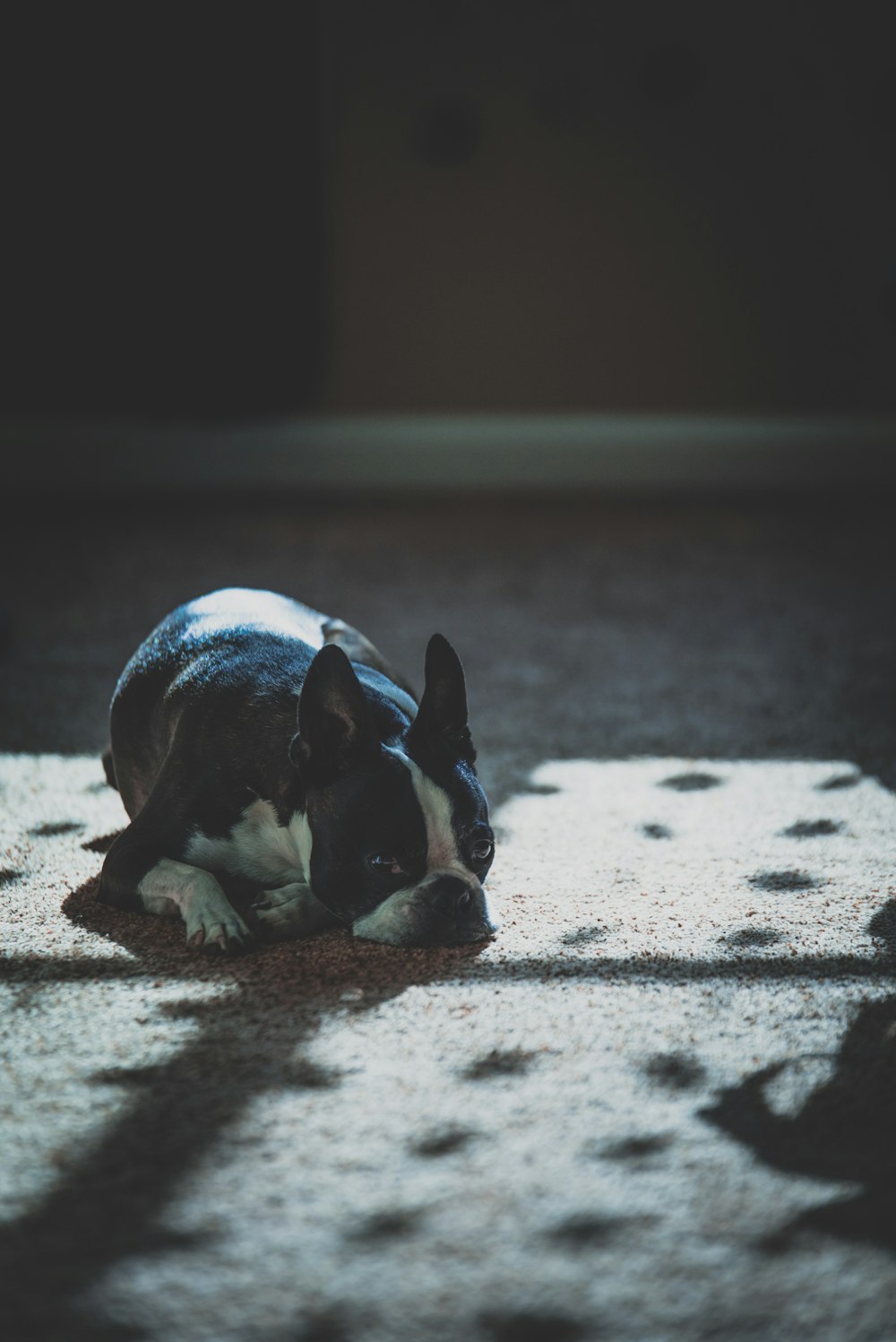 black and white French bulldog laying on floor