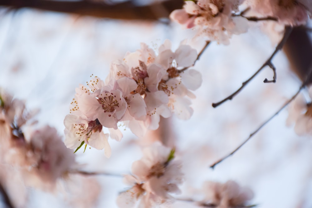 closeup photography of white petaled flowers