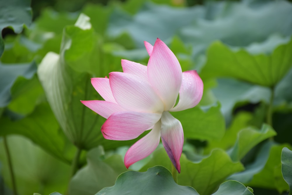 pink flower in shallow focus photography
