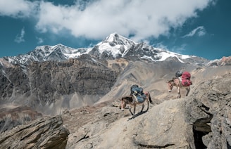two donkeys walking on rock mountain carrying bags under cloudy sky
