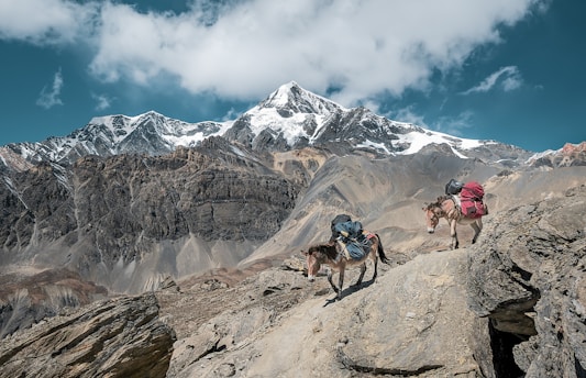 two donkeys walking on rock mountain carrying bags under cloudy sky