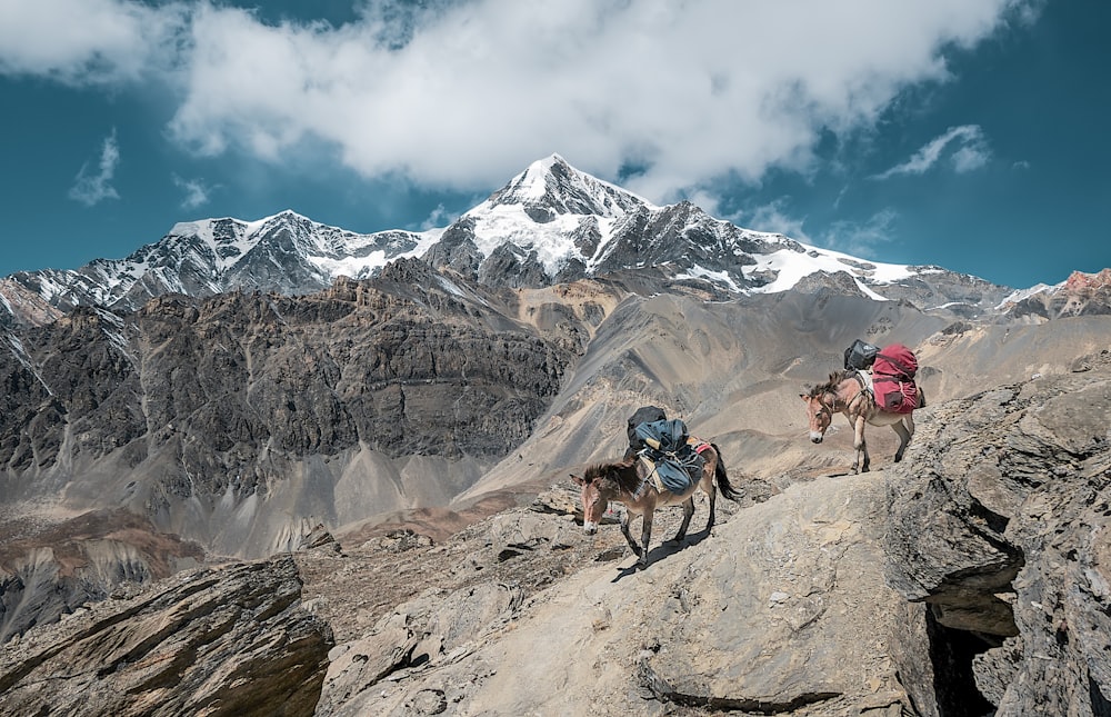 two donkeys walking on rock mountain carrying bags under cloudy sky