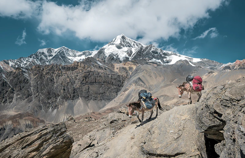 Donkeys carrying bags on a rocky mountain trail
