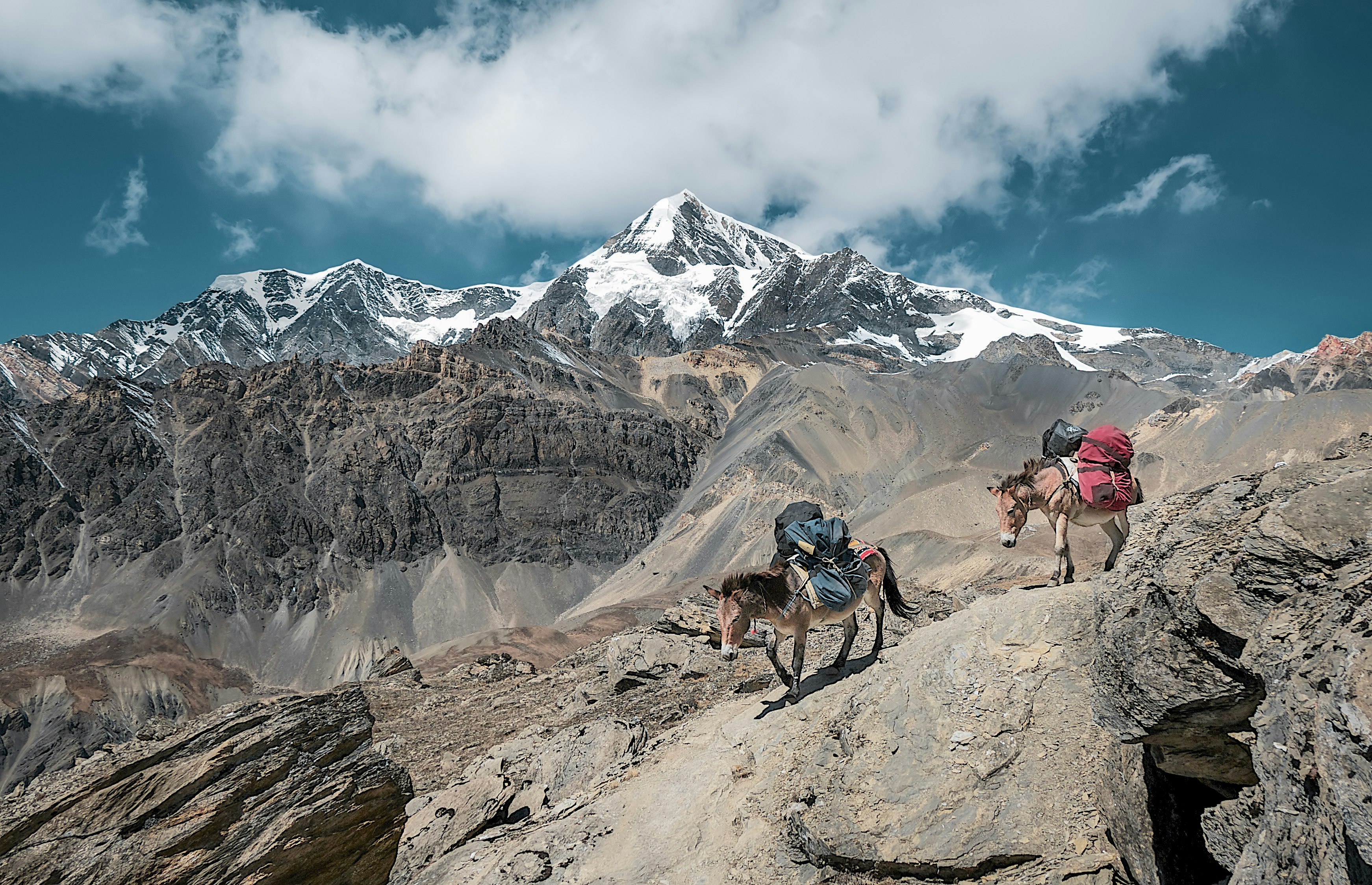 two donkeys walking on rock mountain carrying bags under cloudy sky