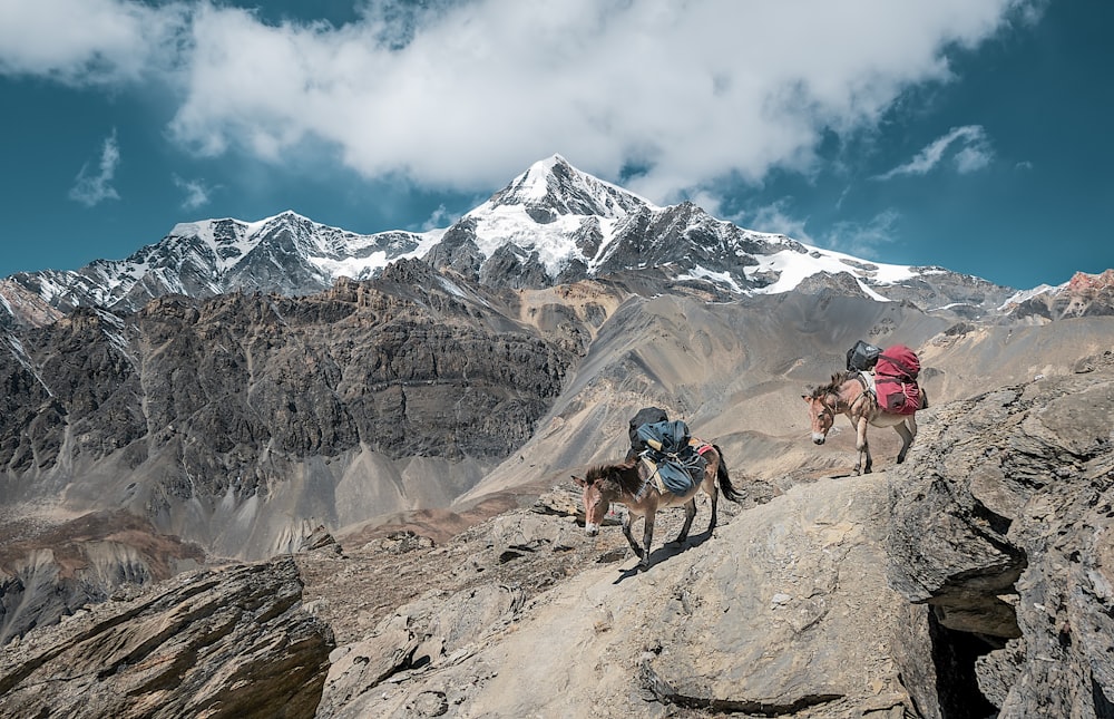 Dos burros caminando en la montaña rocosa llevando bolsas bajo el cielo nublado