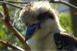 A close-up of a vibrant kookaburra perched on a eucalyptus branch at dawn