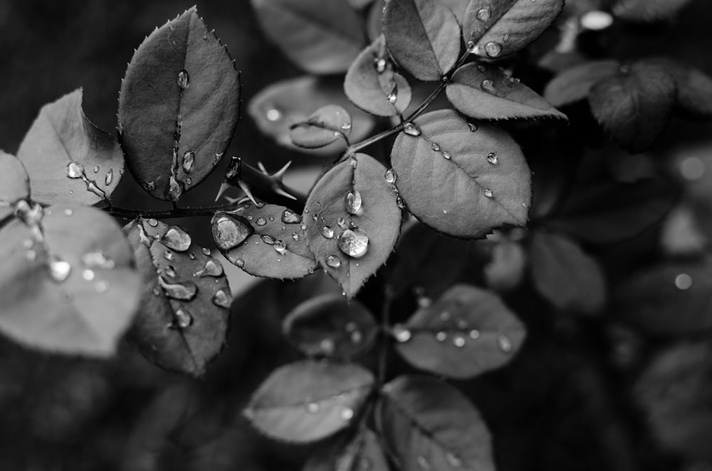 grayscale photo of leaves with water droplets