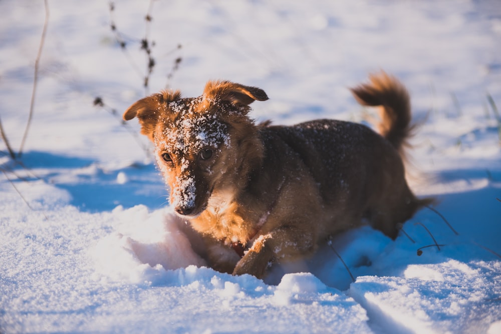 chien brun marchant sur une route recouverte de neige