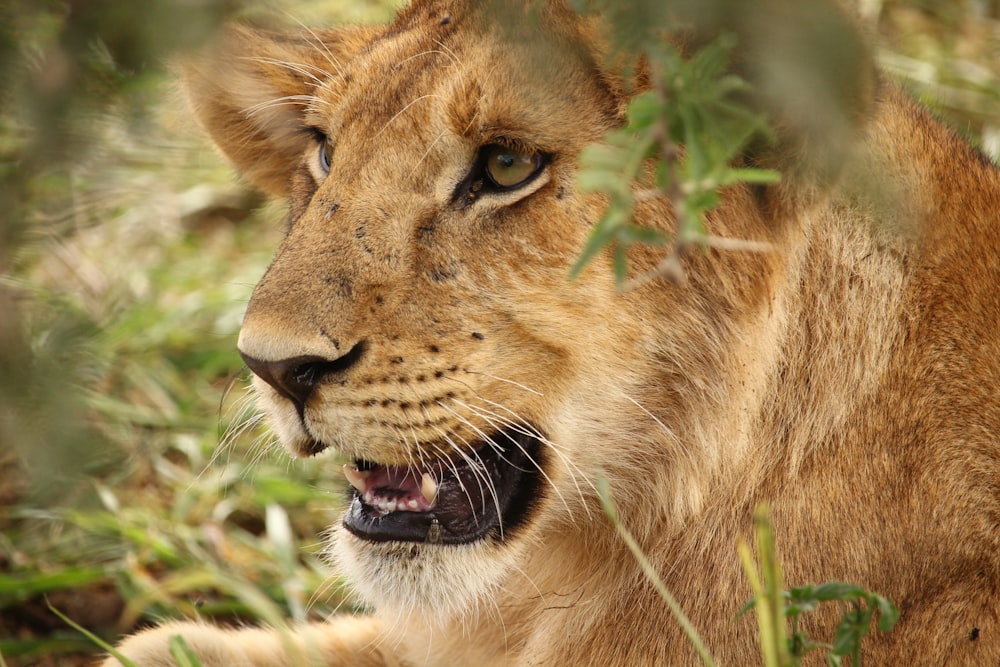 brown animal laying on grass