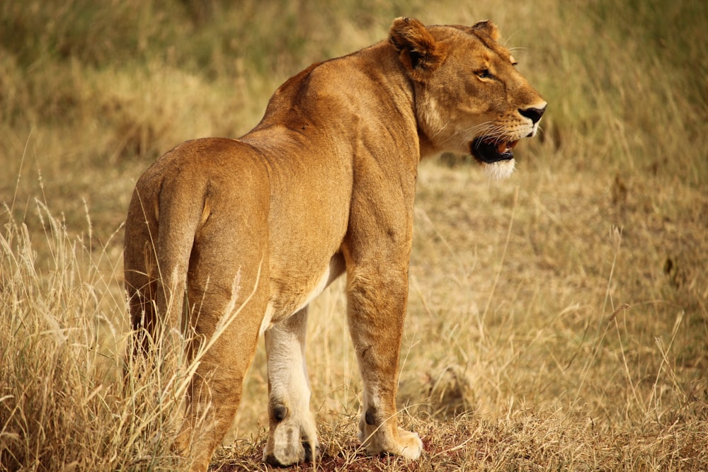 brown lioness standing on ground