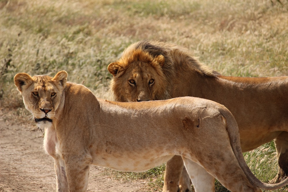 lion and lioness during daytime