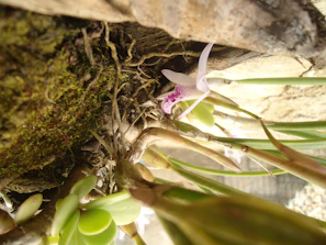 Delicate white orchids nestled among natural moss and bark.