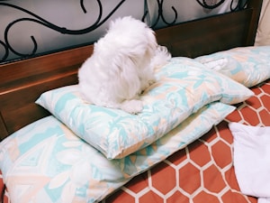 A fluffy white dog sits on a pile of floral-patterned pillows on top of a bed with a wooden headboard and decorative metalwork. The bedding features geometric patterns in shades of orange.