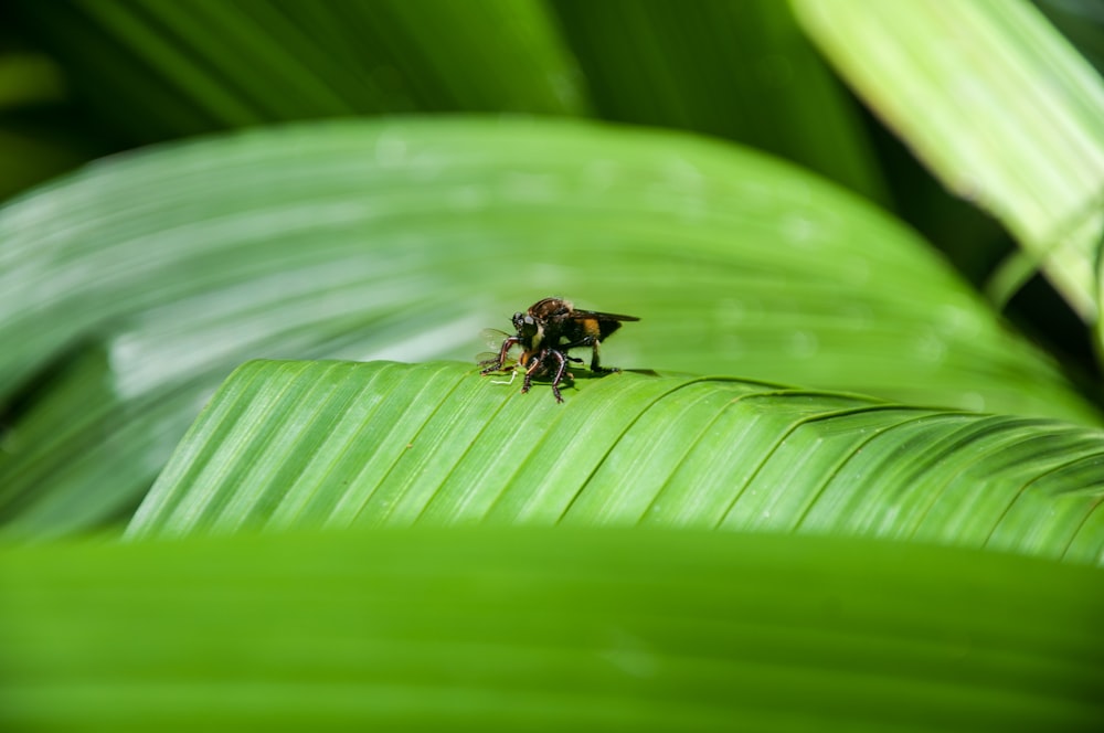 selective focus photo of brown insect on leaf