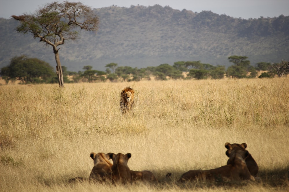 lion in front of tigers surrounded with grass during daytime