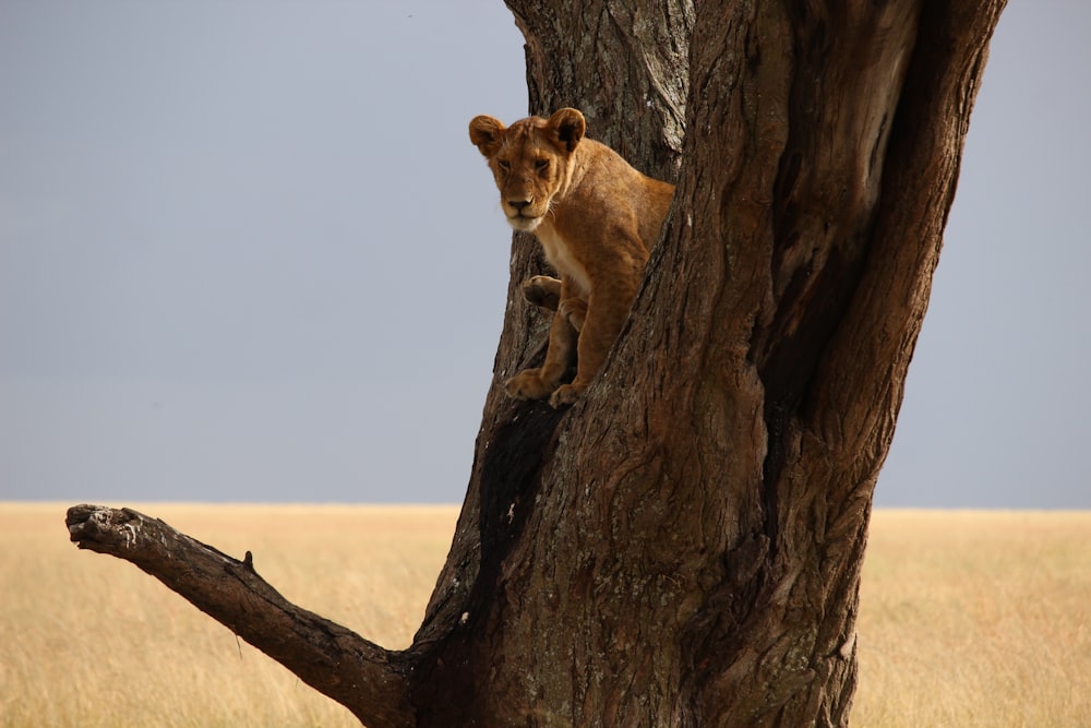 brown lioness on tree