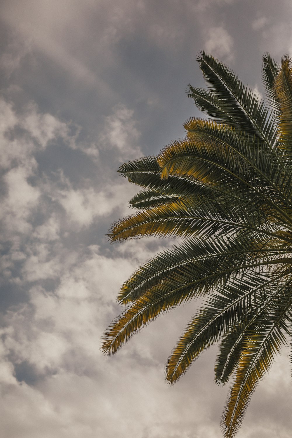 brown coconut trees