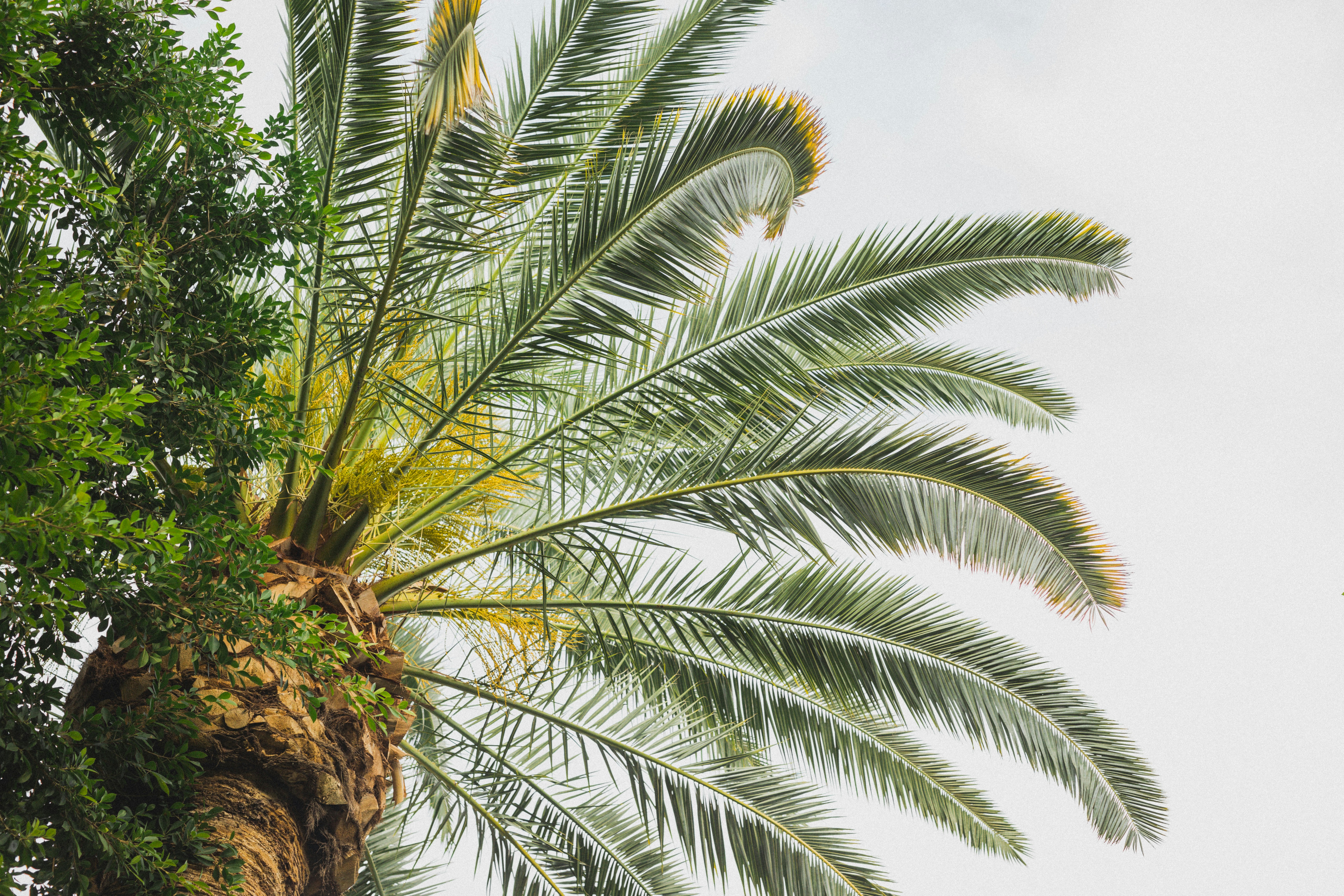 Thinking about Selling Your House As-Is? Read This First.