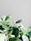 Soft green leaves gently illuminated by morning light, evoking calm and renewal.