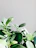 Soft green leaves gently illuminated by morning light, evoking calm and renewal.