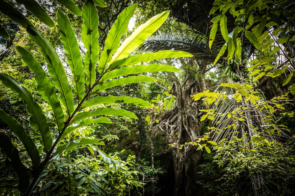 Fotografía de ángulo bajo de árboles verdes