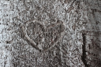 Close-up of Terminalia Arjuna bark and leaves arranged on a wooden surface with a heart-shaped stone nearby.