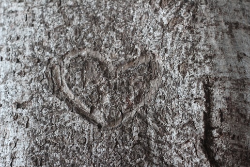 Close-up of Terminalia Arjuna bark and leaves arranged on a wooden surface with a heart-shaped stone nearby.