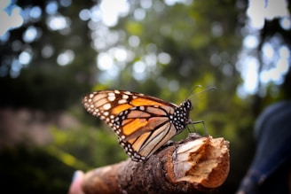A monarch butterfly with vibrant orange and black patterned wings perches delicately on a twig. The background is blurred with a mix of greens and whites, suggesting a natural outdoor setting.